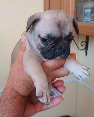 Bulldog francese