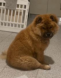 Cucciola Chow chow femmina