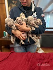 Weimaraner cuccioli