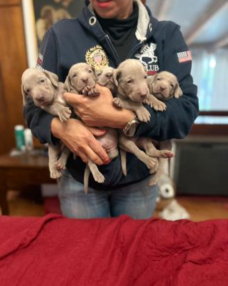 Weimaraner cuccioli