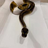 Pitone reale 0.1 ghi pied dh candino