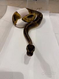 Pitone reale 0.1 ghi pied dh candino