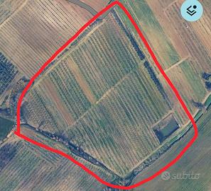 Terreno agricolo di 4 ettari in produzione 