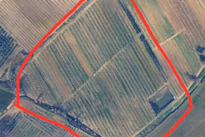 Terreno agricolo di 4 ettari in produzione 