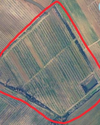 Terreno agricolo di 4 ettari in produzione 