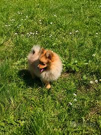 Volpino pomerania