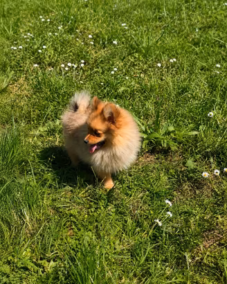 Volpino pomerania