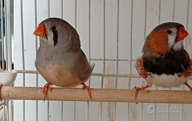 Petto nero Maggiorati