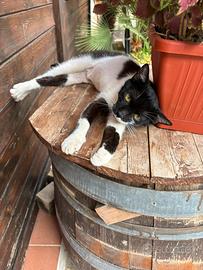 Gattina bianco nera di 11 mesi circa ad Avola