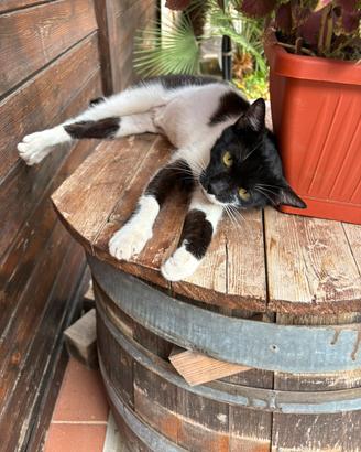 Gattina bianco nera di 11 mesi circa ad Avola