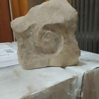 Pietra con impronta di fossile di ammonite