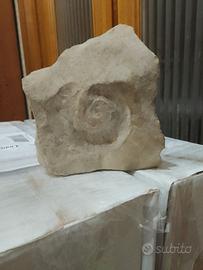 Pietra con impronta di fossile di ammonite