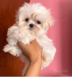 Cuccioli di maltese con pedigree Enci