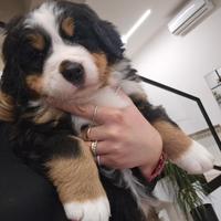 Bovaro del bernese pedigree Enci