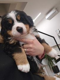 Bovaro del bernese pedigree Enci