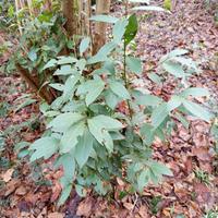 Alloro sempreverde per siepi