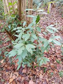 Alloro sempreverde per siepi