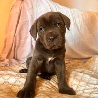 Corso cuccioli grigi con pedigree