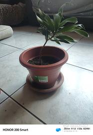 pianta dracaena
