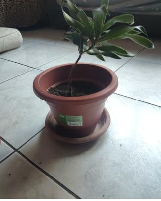 pianta dracaena
