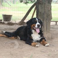 Cuccioli Bovaro Bernese