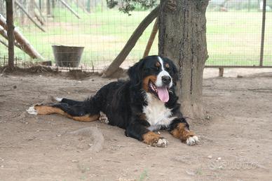 Cuccioli Bovaro Bernese