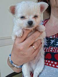 Chihuahua pedigree
