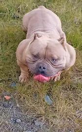 American Bully pocket Extreme