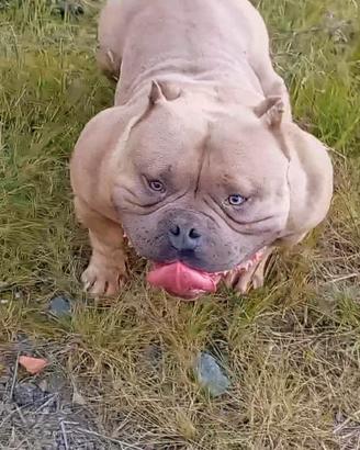 American Bully pocket Extreme