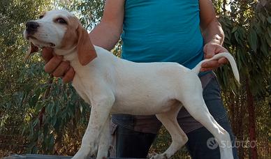 Cuccioli segugio istrianio