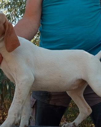 Cuccioli segugio istrianio