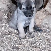 Cucciolo kangal
