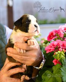 Boxer cucciolo