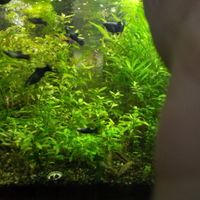 Blak molly e talee piante