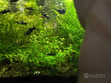 Blak molly e talee piante