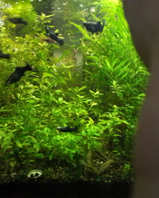 Blak molly e talee piante