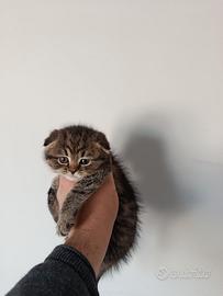 Cuccioli di gattini scottish straight e fold