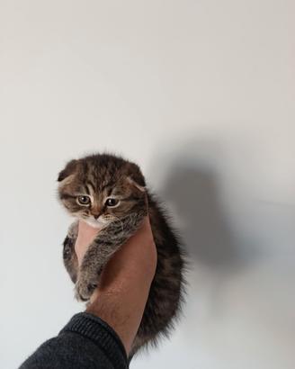 Cuccioli di gattini scottish straight e fold