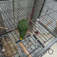 Pappagallo Amazzone Fonte Gialla