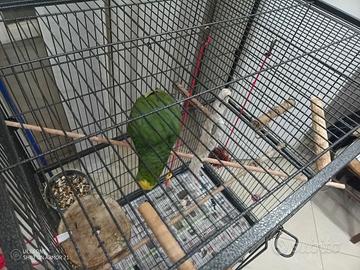 Pappagallo Amazzone Fonte Gialla