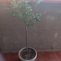 Albero di Limone  Caviale 