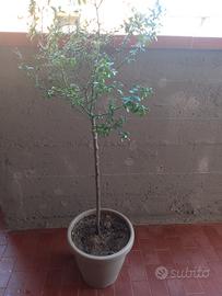 Albero di Limone  Caviale 