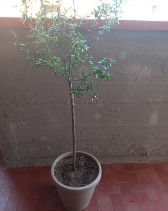 Albero di Limone  Caviale 