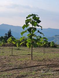 Paulownia e della volumetria