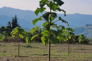 Paulownia e della volumetria