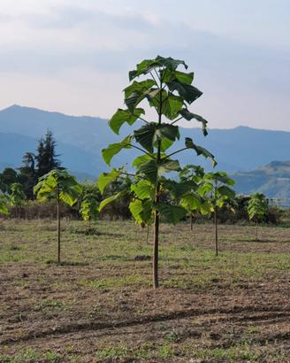 Paulownia e della volumetria
