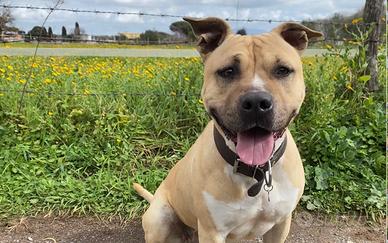 Amstaff femmina pedigree