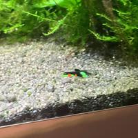 Endler guppy Venezuela