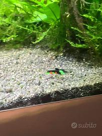 Endler guppy Venezuela