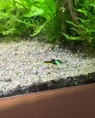 Endler guppy Venezuela